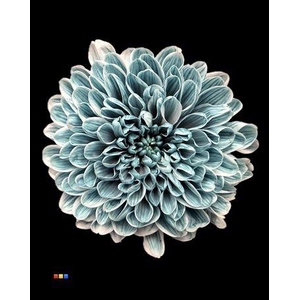 Chr T Altaj Navy Blue