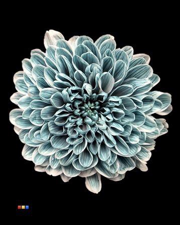 Chr T Altaj Navy Blue