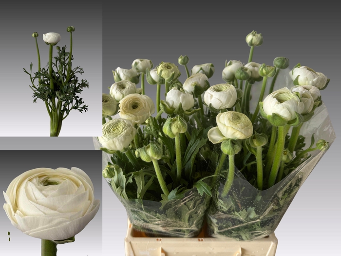 <h4>RAN AAZUR WHITE</h4>