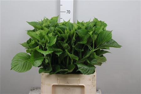 <h4>Hydr Macrophyll Blad</h4>