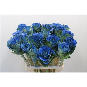 Brass Klb Blauw H%