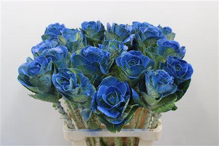 <h4>Brass Klb Blauw H%</h4>