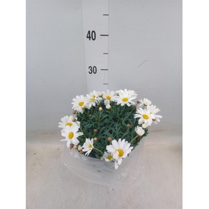 Argyranthemum   ...