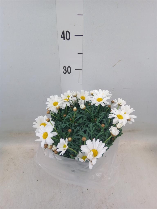 <h4>Argyranthemum   ...</h4>
