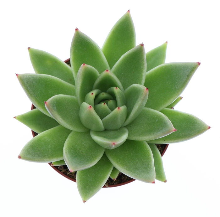 <h4>Echeveria  'Miranda'</h4>