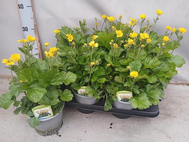 <h4>GEUM CO BORISII</h4>