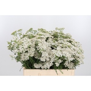 Achillea White Beauty