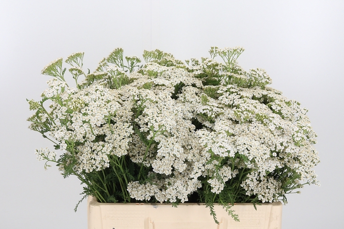 <h4>Achillea White Beauty</h4>