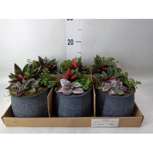 Arr.   Kamerplant Groen L%