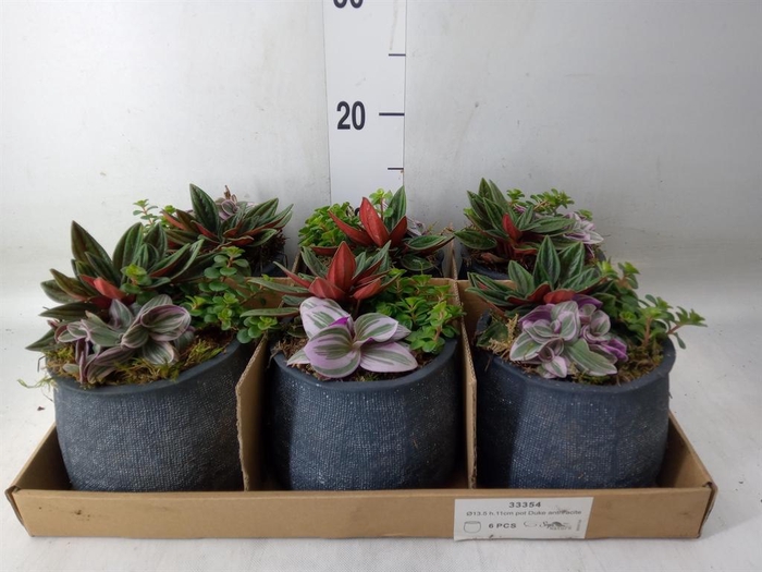 <h4>Arr. Kamerplant Groen L%</h4>