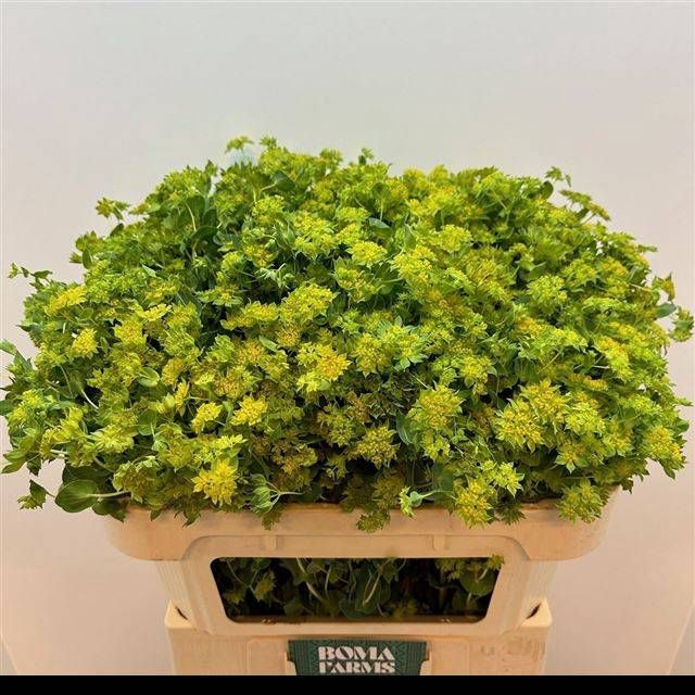 <h4>BUPLEURUM ROTUNDIFOL</h4>