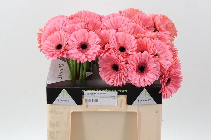 <h4>Ge Gr Scala</h4>