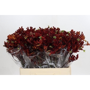 Kangaroo Paw Early Spring