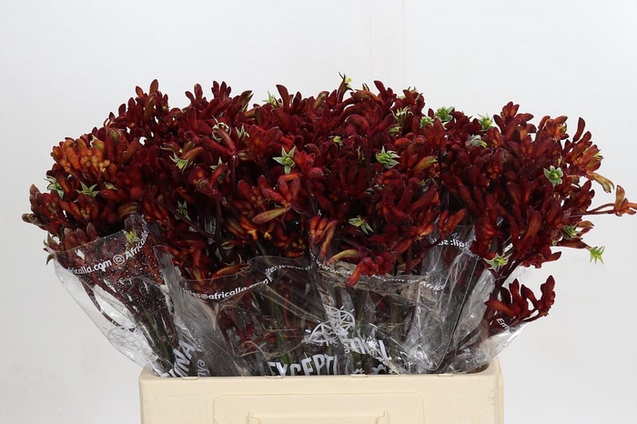 <h4>Kangaroo Paw Early Spring</h4>