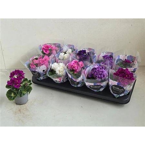 Saintp In Rococo Gem