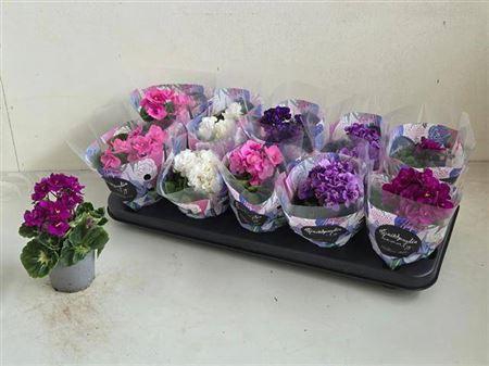 <h4>Saintp In Rococo Gem</h4>