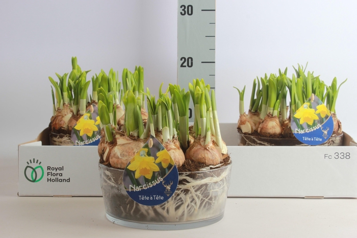 <h4>ARR NARCISSUS</h4>
