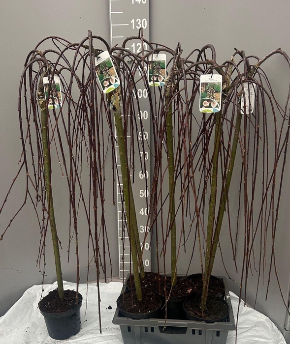 <h4>Salix caprea Kilmarnock (pendula)</h4>
