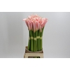 Zantedeschia Eydolls Salmon