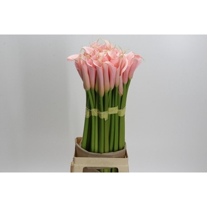 Zantedeschia Eydolls Salmon