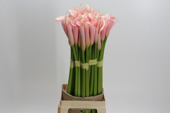 <h4>Zantedeschia Eydolls Salmon</h4>