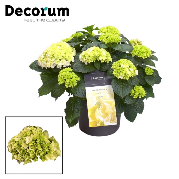<h4>Hydrangea Bol White 7 - 12 kop (Decorum)</h4>