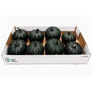 CUCURBITA PEPO