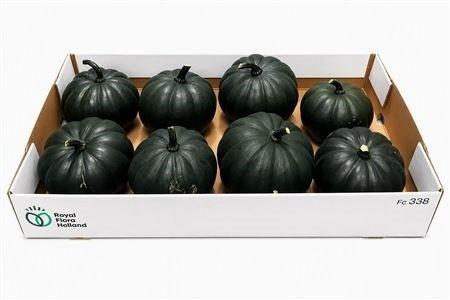 <h4>CUCURBITA PEPO</h4>