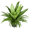 Asplenium Ant Osaka
