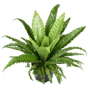 Asplenium Ant Osaka