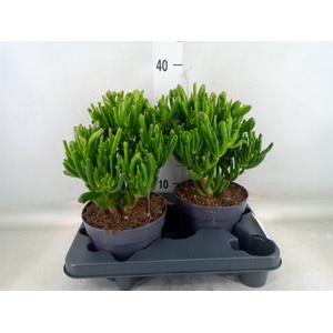 Crassula ovata 'Gollum'