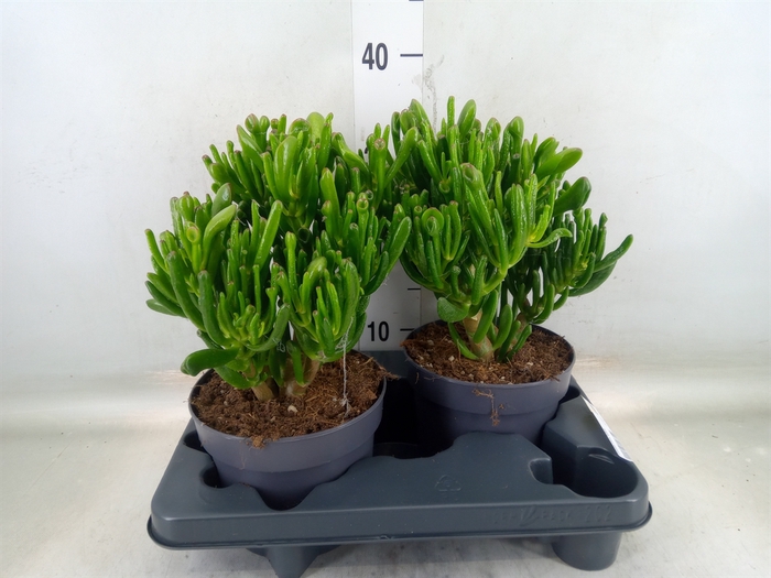 <h4>Crassula ovata 'Gollum'</h4>