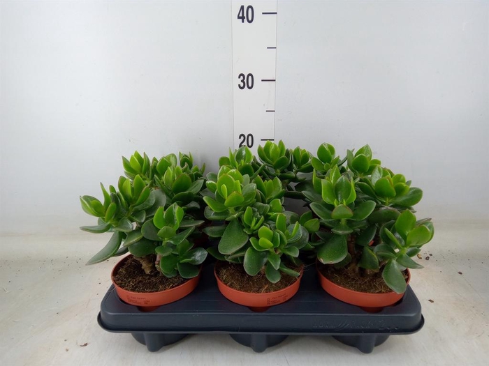 <h4>Crassula 'Hulk'</h4>