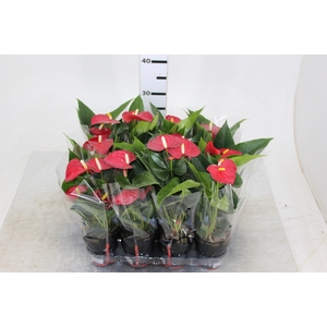 tall terrarium plants Sprout Home Dome Planted Terrarium Tall
