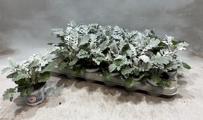 <h4>JACOBAEA MARITIMA</h4>