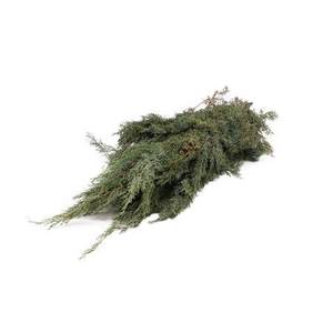 Cypresse Arizonica 3.5kg