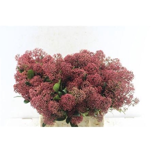 Skimmia Rubella Red Bunch