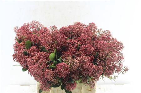 <h4>Skimmia Rubella Red Bunch</h4>