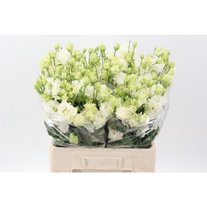 Eus G Alissa Pur Whi