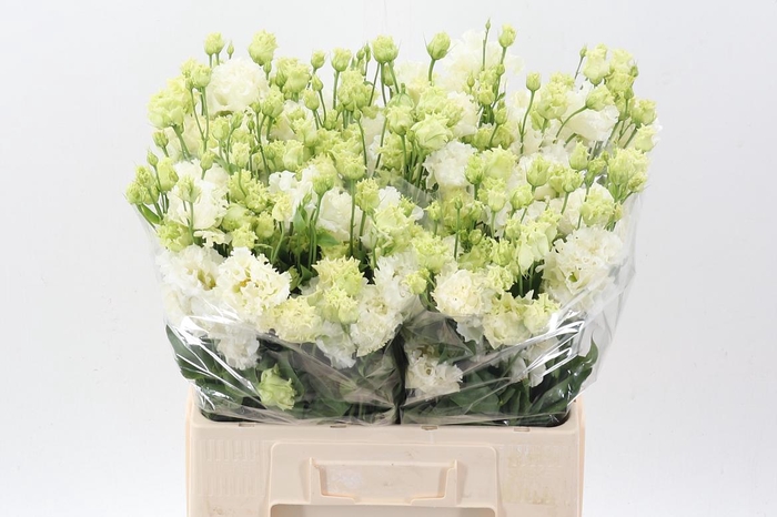 <h4>Eus G Alissa Pur Whi</h4>