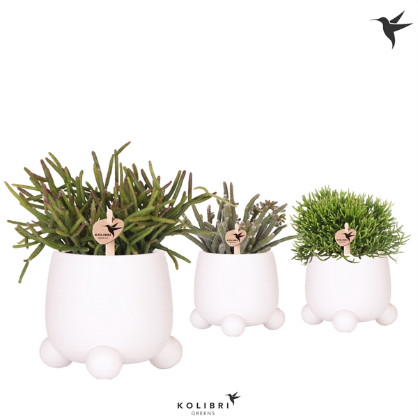 <h4>Kolibri Greens Rhipsalis mix in Rolling pot white</h4>