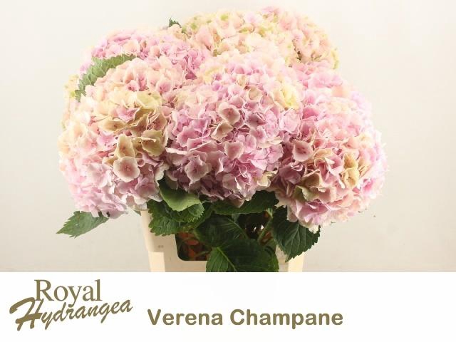 <h4>HYDR M CH VERENA CL</h4>
