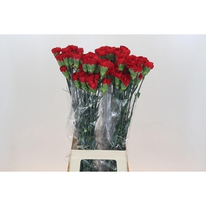 Dianthus St Don Pedro