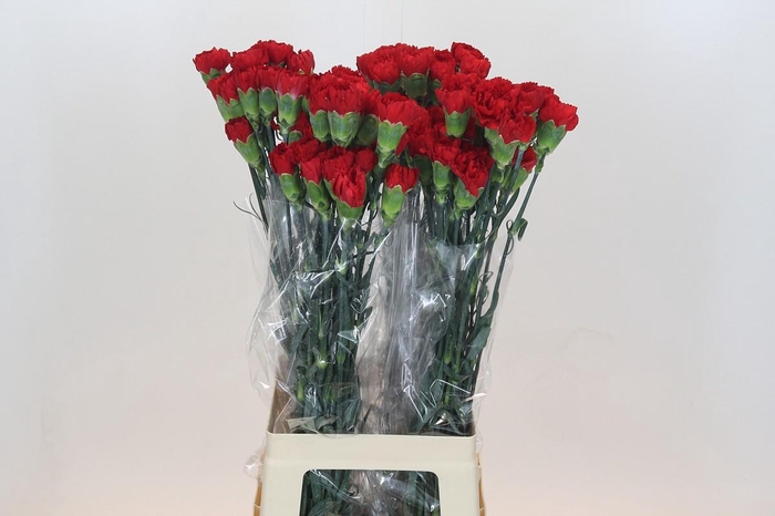 <h4>Dianthus St Don Pedro</h4>