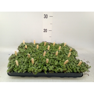Callisia repens 'Turtle'