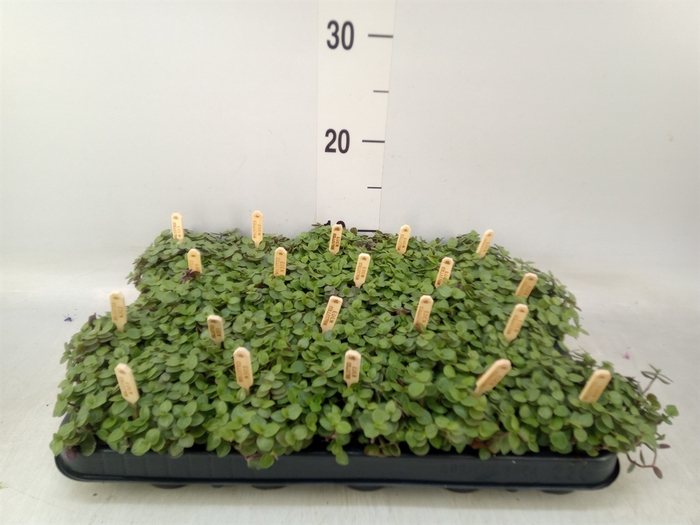 <h4>Callisia repens 'Turtle'</h4>
