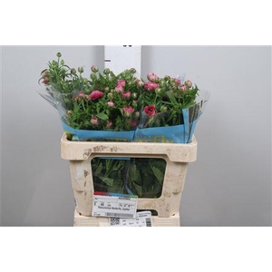 Ran Butterfly Jupiter