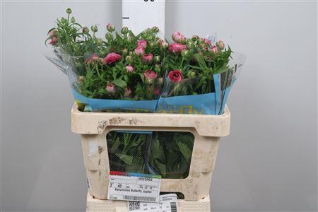 <h4>Ran Butterfly Jupiter</h4>