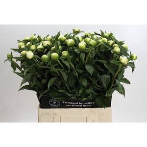 Paeonia Duchesse De Nemours