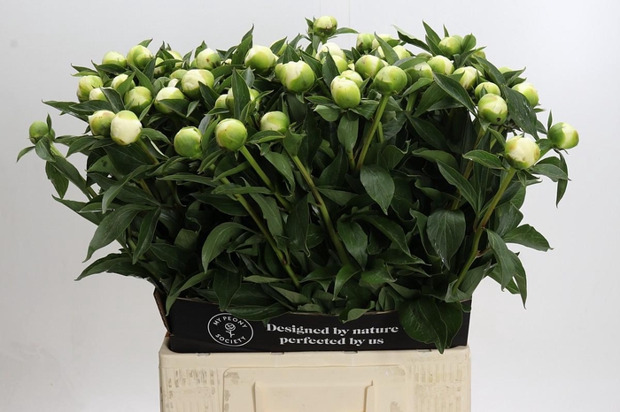 <h4>Paeonia Duchesse De Nemours</h4>